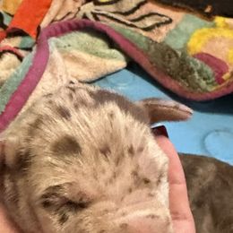 Girl 3 - Chocolate Great Dane puppy in Pennsylvania from Pocono Mountain Great Danes