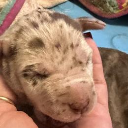 Girl 3 - Chocolate Great Dane puppy in Pennsylvania from Pocono Mountain Great Danes