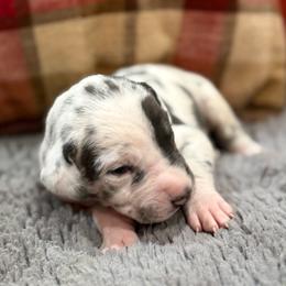 Blue harlequin - Blue male Great Dane puppy in Greenville, South Carolina from Allen’s Ridge Ranch
