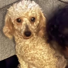 Poodles from Majic multi pups