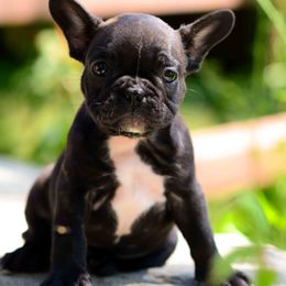 French Bulldog Puppies from Haas Frenchies LLC