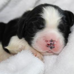 Fir - Black and white male English Springer Spaniel puppy in Lexington, South Carolina from House Tiner Springers