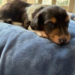 Taffy - Black and cream female Dachshund puppy in Temple, Texas from Brit’s Doxie Crossing