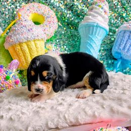 Joseph - Black tan and white male Basset Hound puppy in Big Rapids, Michigan from Basket Hound Bassets