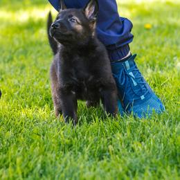 German Shepherd Puppies from Faoladh German Shepherds