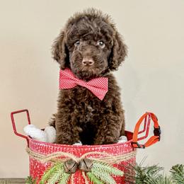 Boy 1 - Brown Poodle puppy in Lake City, Florida from 224 Doodles and Poodles