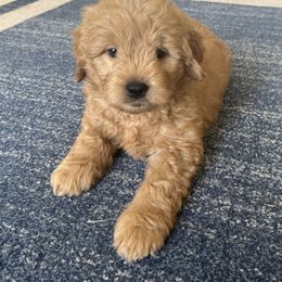 Goldendoodle Puppies from Goldendoodlezfl