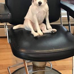 Parson Russell Terrier All Grown Up from HeartSongs Haven /Northeast Division