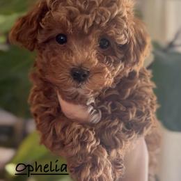 Ophelia - Red  female Poodle puppy in Traverse City, Michigan from Riyem Wildflower Farms