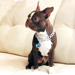 Zeke - Boston Terrier