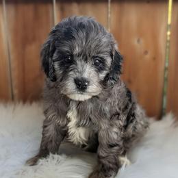 Boy 1 - Merle male Cockapoo puppy in Salt Lake City, Utah from Utah Cocker Spaniels