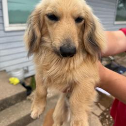 Bud - Cream male Dachshund puppy in Mountain Home, Arkansas from Furry Friends Kennel