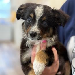 Dane - Black tri male Toy Australian Shepherd puppy in Ambrose, Georgia from Brandilyn's Aussies