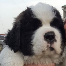 Saint Bernards from Spring Mountain Kennel