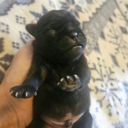 Black male - Black male Pug puppy in Canterbury, Connecticut from Pug Palace Kennel