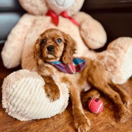 Flynn - Ruby male Cavalier King Charles Spaniel puppy in Mount Dora, Fl, Florida from Breezy Palms Cavaliers