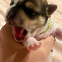 Fletcher - Chocolate, tan and white male Yorkshire Terrier puppy in Tangipahoa County, Louisiana from Riche’ Louisiana Yorkies