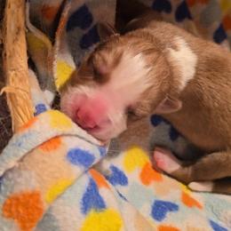 Boy 2 - Red and white male Siberian Husky puppy in Spring Hill, Florida from Whitmore Wolfpack LLC