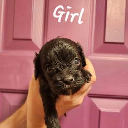 Autumn - Black female Cavapoo puppy in Mooresville, North Carolina from Adelaide Cottage