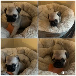 Boy 2 - Fawn male Pug puppy in Trenton, Tennessee from Brenda's Puppies