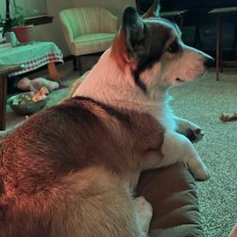 German Shepherds and Pembroke Welsh Corgis from Snowpine Ranch