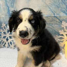 Australian Shepherd Puppies from Annie's Aussies