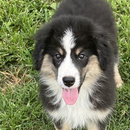 Boy2 - Black tri male Miniature American Shepherd puppy in Harmony, North Carolina from Carolina Pride Aussies