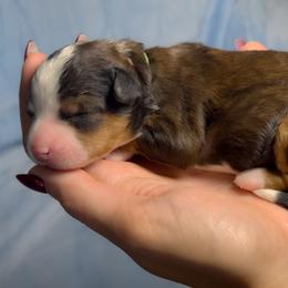Topaz - Tri-color female Bernedoodle puppy in Bradenton, Florida from Peanut Butter Doodles