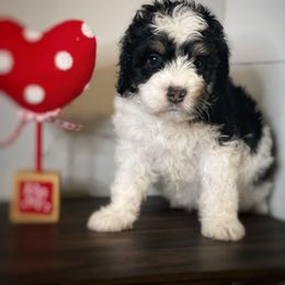 Bernedoodle and Goldendoodle Puppies from Oakie Doodles