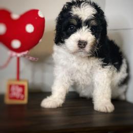 Bernedoodle and Goldendoodle Puppies from Oakie Doodles