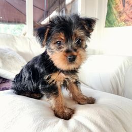 Yorkshire Terrier Puppies from Mike's Yorkies