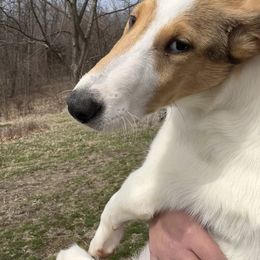 Collie Puppies from Lakeside Collies