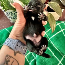 Pug Puppies from Masters Pugs