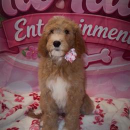 Light purple collar - Red  female Goldendoodle puppy in Poinciana, Florida from All Tails Entertainment