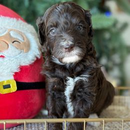 Gobber - Brown female Bernedoodle puppy in Yuciapa, California from AlltheDoodlez_