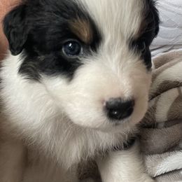 Pip - Black tri-color male Australian Shepherd puppy in Martha’s Vineyard, Massachusetts from Cranberry Hill Aussies