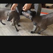 Karlita - Xoloitzcuintli