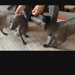 Karlita - Xoloitzcuintli