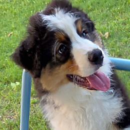 Sierra - Black tri-color female Australian Shepherd puppy in Red Oak, Texas from Wildwing Aussies