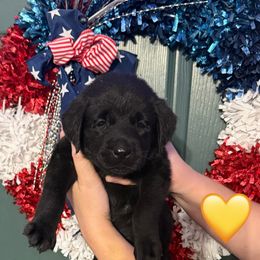 Yellow girl female - Black female Labrador Retriever puppy in Dunnellon, Florida from Quail Meadow Labradors