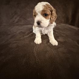 Cavapoo Puppies from The love of Cavapoos