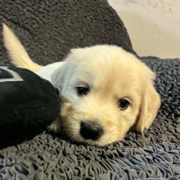 Leo - Light golden male Golden Retriever puppy in Phoenix, Arizona from Ashrose Kennels