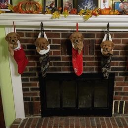 Golden Retriever Puppies from Mueller’s Furry Farm