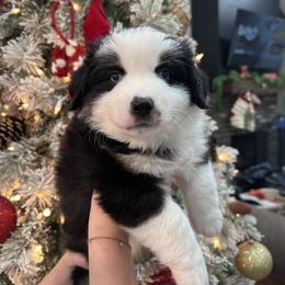 Blue collar boy - Black tri male Miniature Australian Shepherd puppy in Flat Rock, Alabama from Fluffy Butt Acres