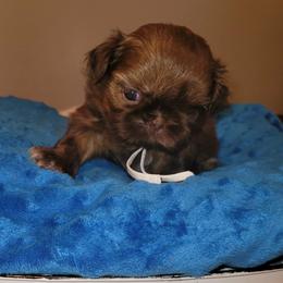 Boy 2    1900.00 - Liver male Shih Tzu puppy in Wooster, Ohio from Mending Hearts Shih Tzu's