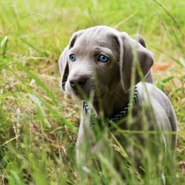 Weimaraners from Outback Adventure