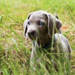 Weimaraners from Outback Adventure