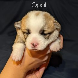 Pembroke Welsh Corgi Puppies from Sunny-Side Corgis