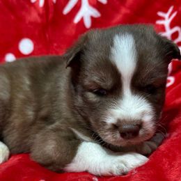 Cupid AKC - Siberian Husky puppy from Huskies By the Bay