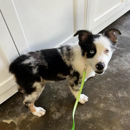 Olaf Boy-2 - Blue merle male Australian Shepherd puppy in Mena, Arkansas from Fat-Bottom Farms